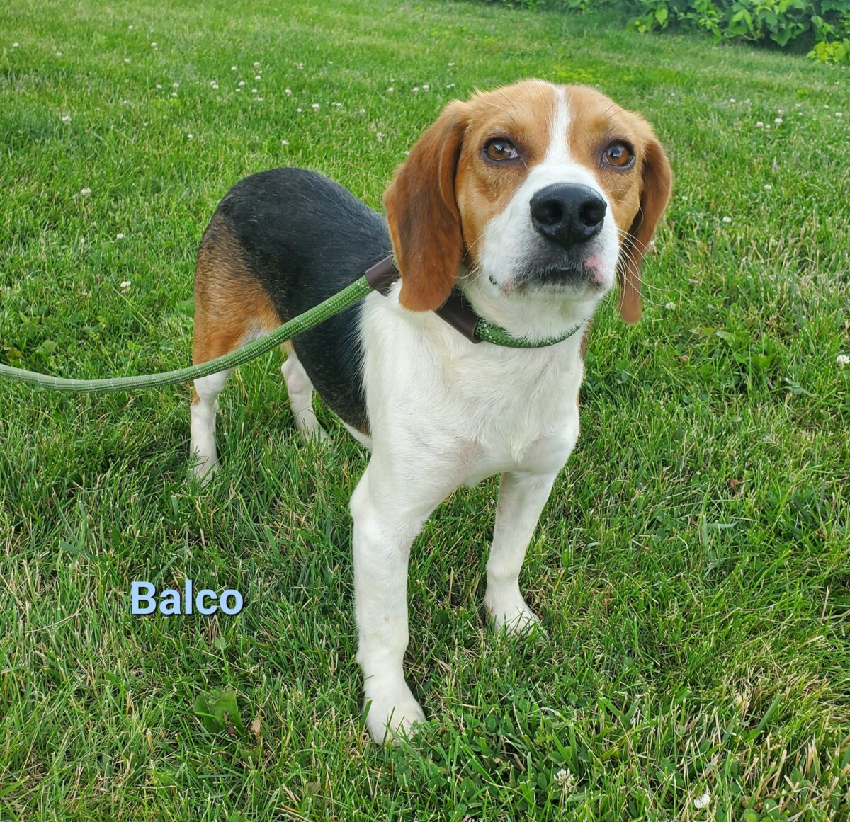 Balco The Road Home Animal Project balco-the-road-home-animal-project