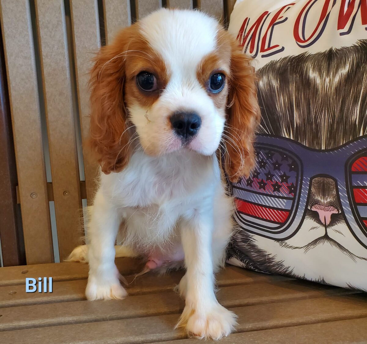 Bill - The Road Home Animal Project