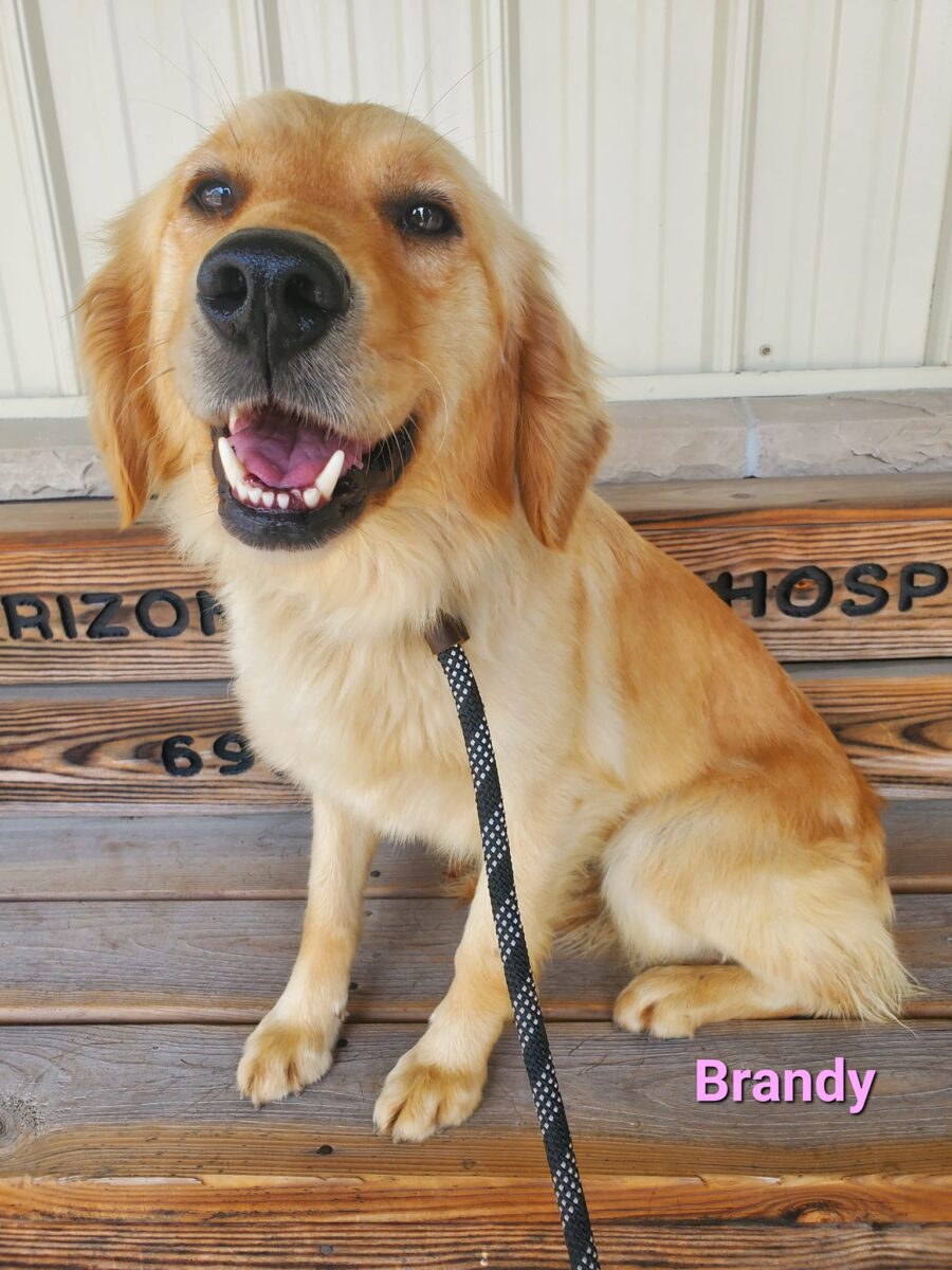 Brandy - The Road Home Animal Project