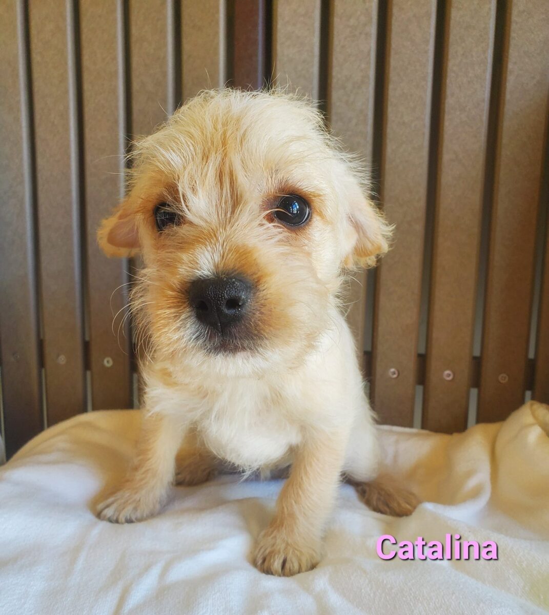 Catalina - The Road Home Animal Project