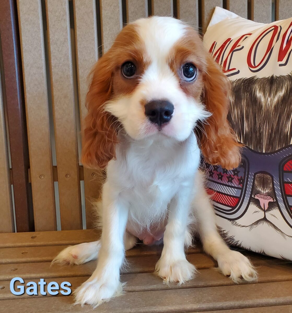 Gates - The Road Home Animal Project