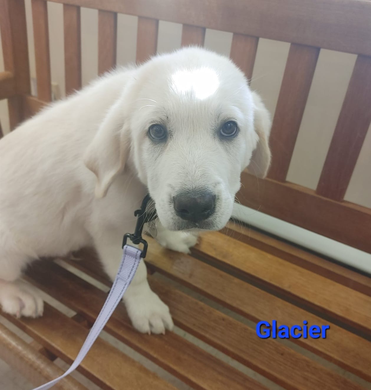 Glacier - The Road Home Animal Project