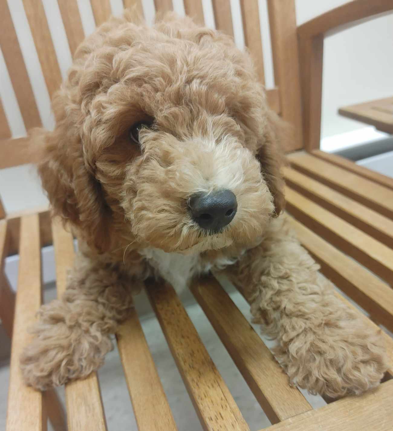 Loki - The Road Home Animal Project