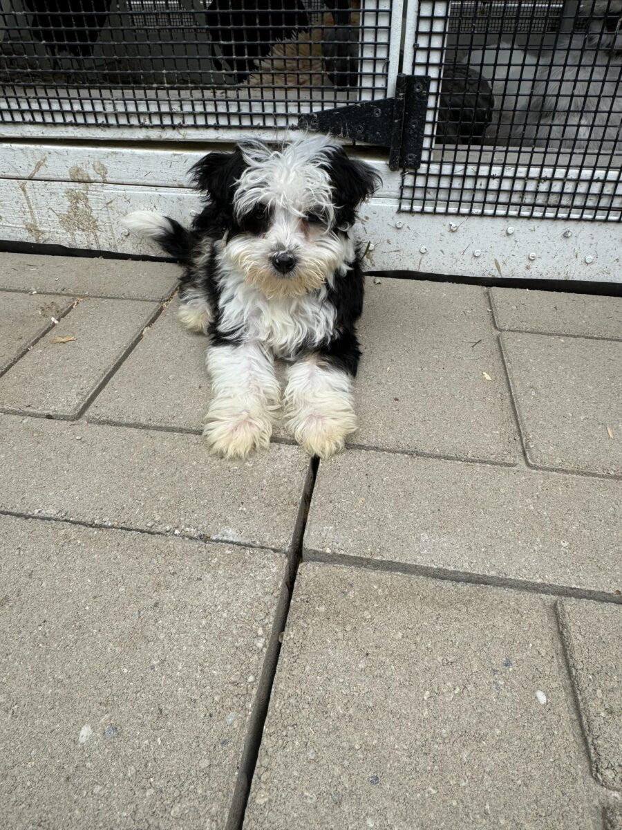 Lucky - The Road Home Animal Project