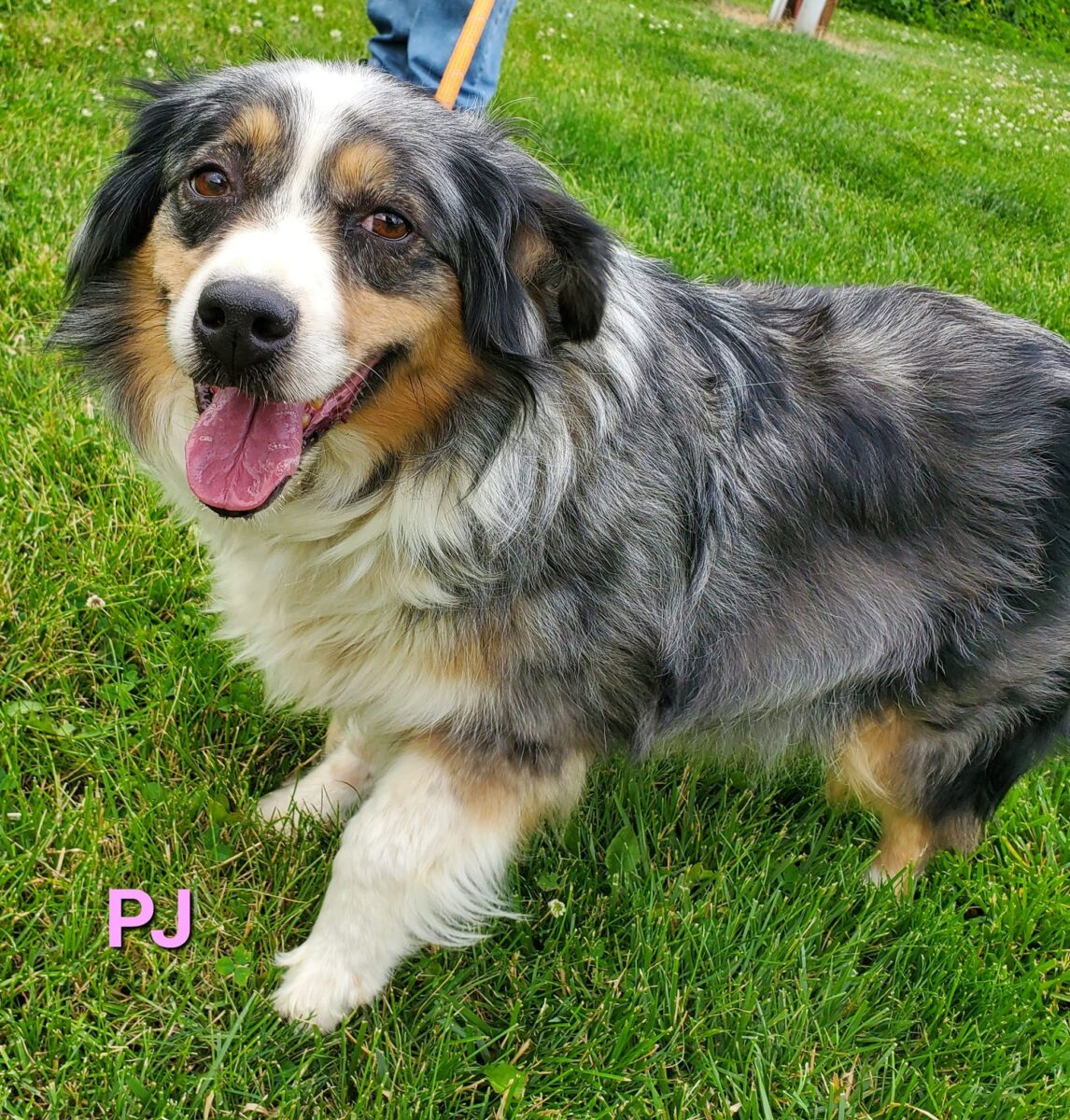 PJ The Road Home Animal Project pj-the-road-home-animal-project