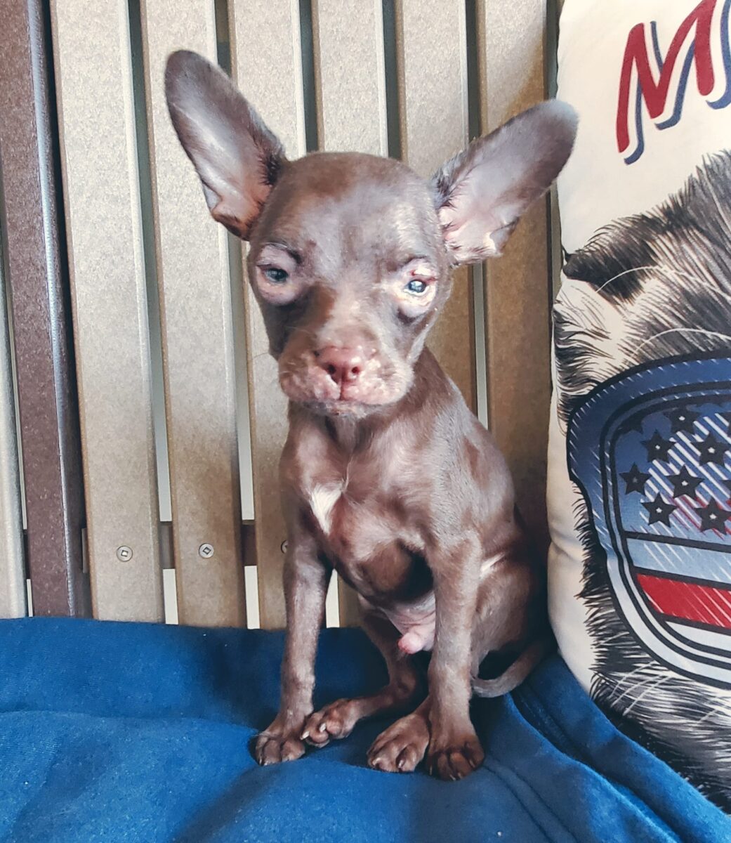 Pedro - The Road Home Animal Project