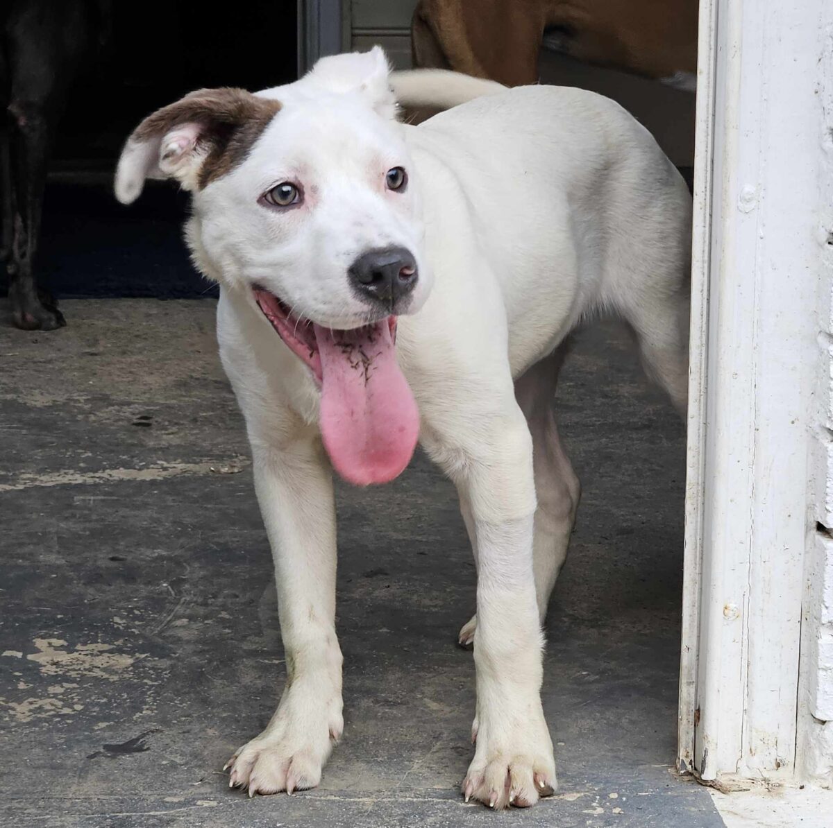 Petey - The Road Home Animal Project