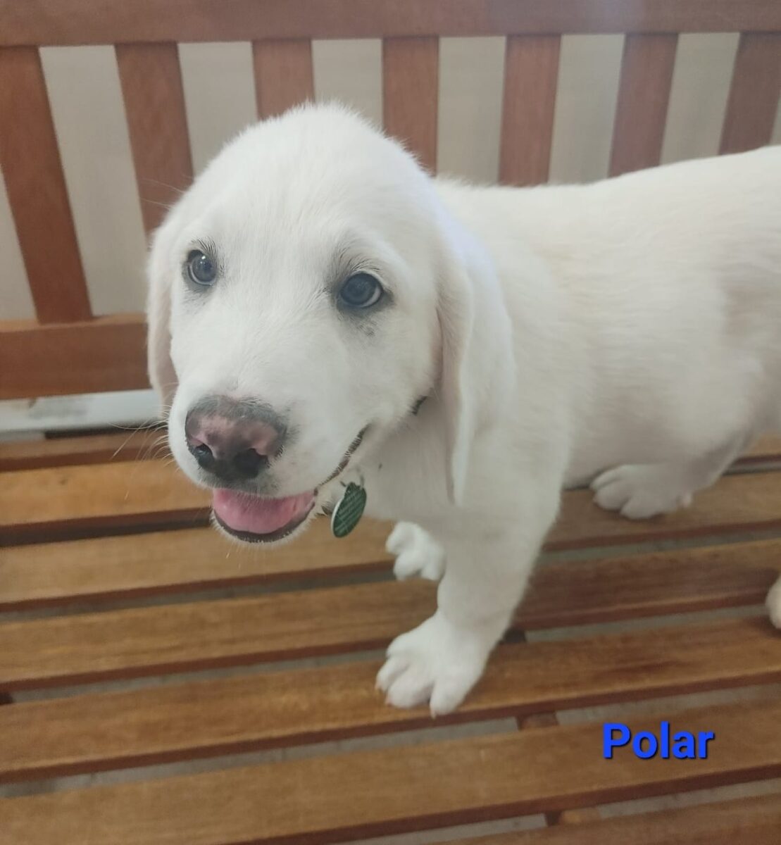 Polar - The Road Home Animal Project