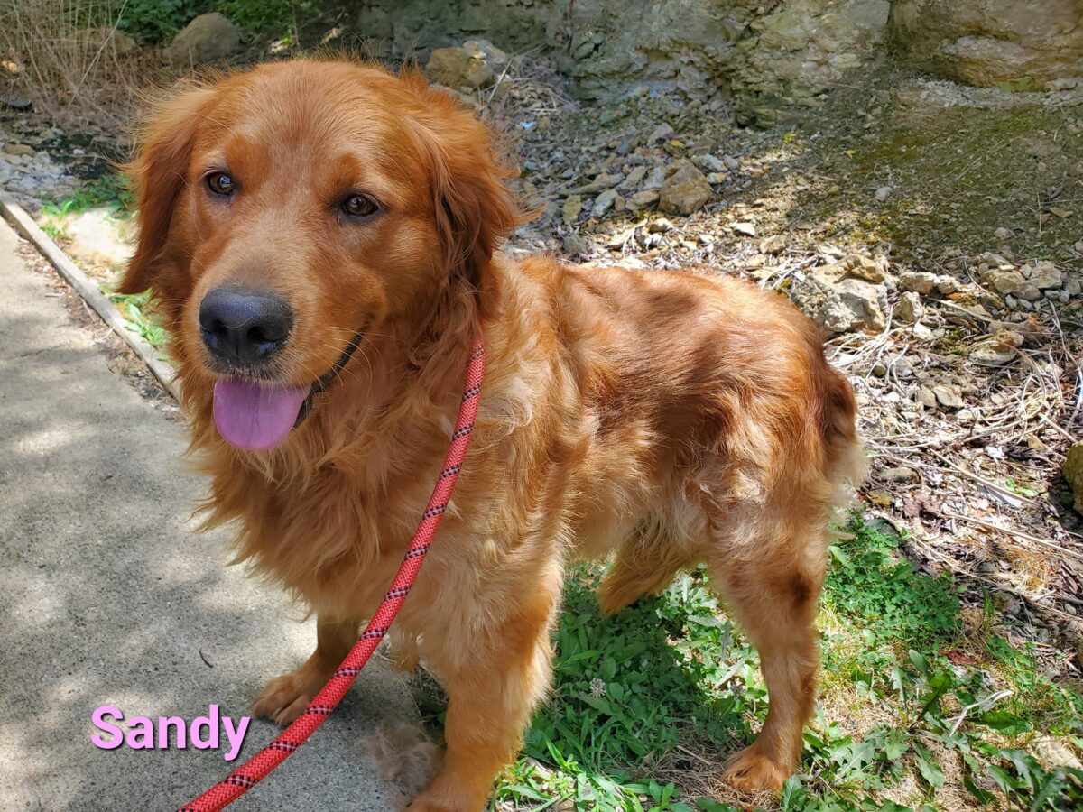 Sandy - The Road Home Animal Project