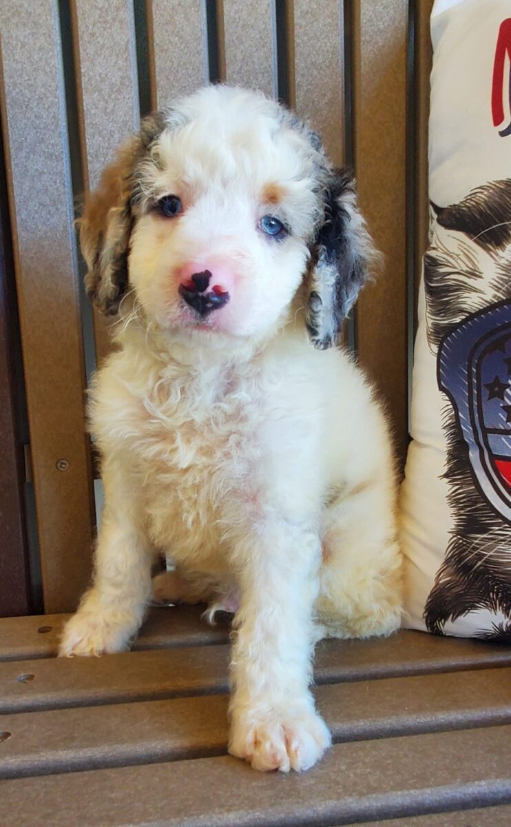 Stapleton - The Road Home Animal Project