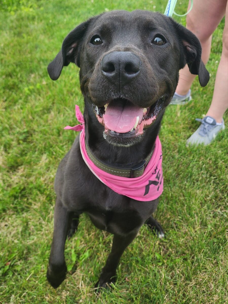 Suzie (cell dog) - The Road Home Animal Project