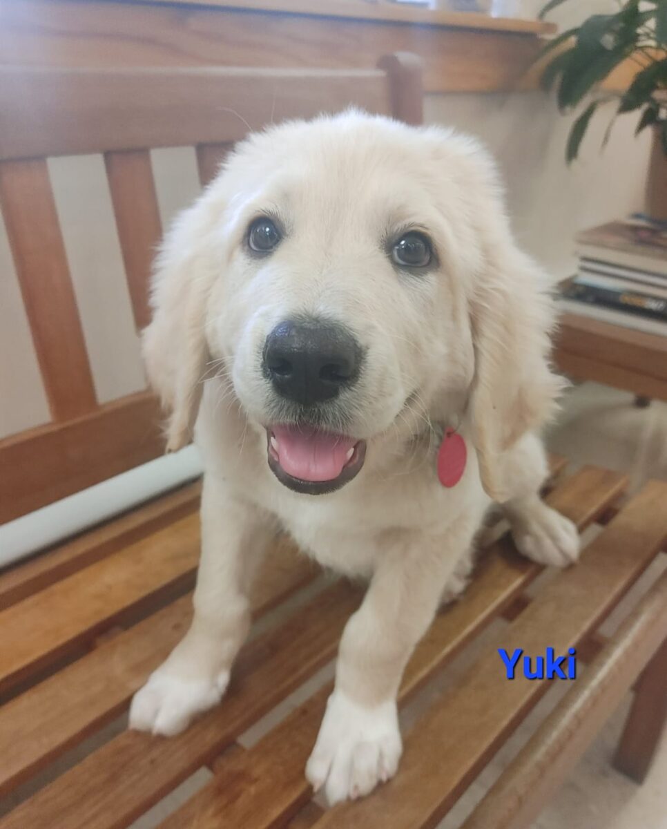 Yuki - The Road Home Animal Project