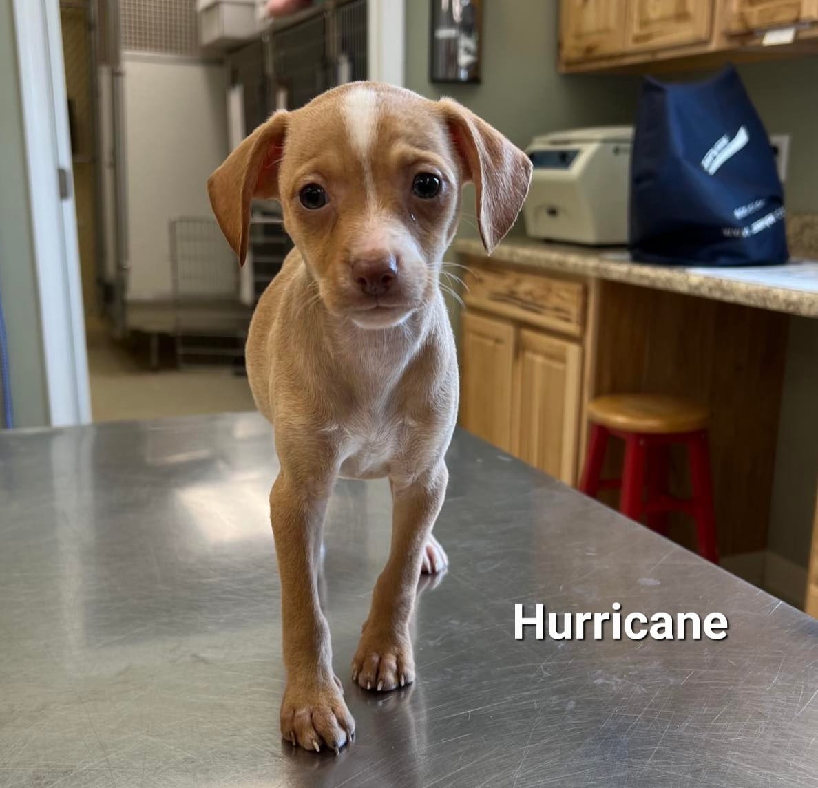 Hurricane - The Road Home Animal Project