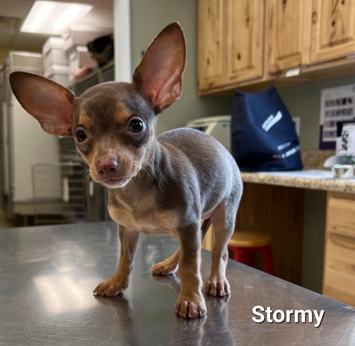 Stormy - The Road Home Animal Project