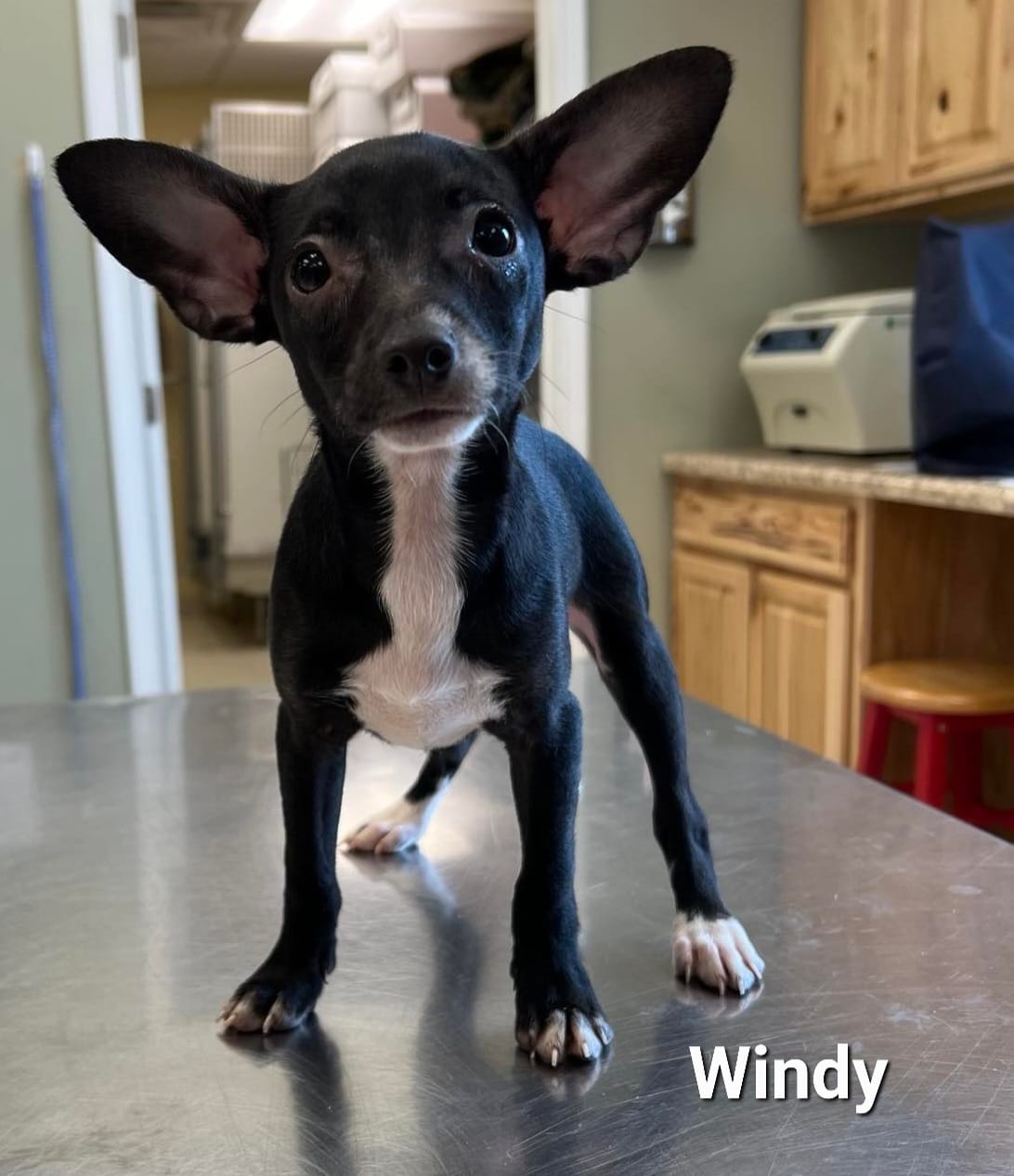 Windy - The Road Home Animal Project