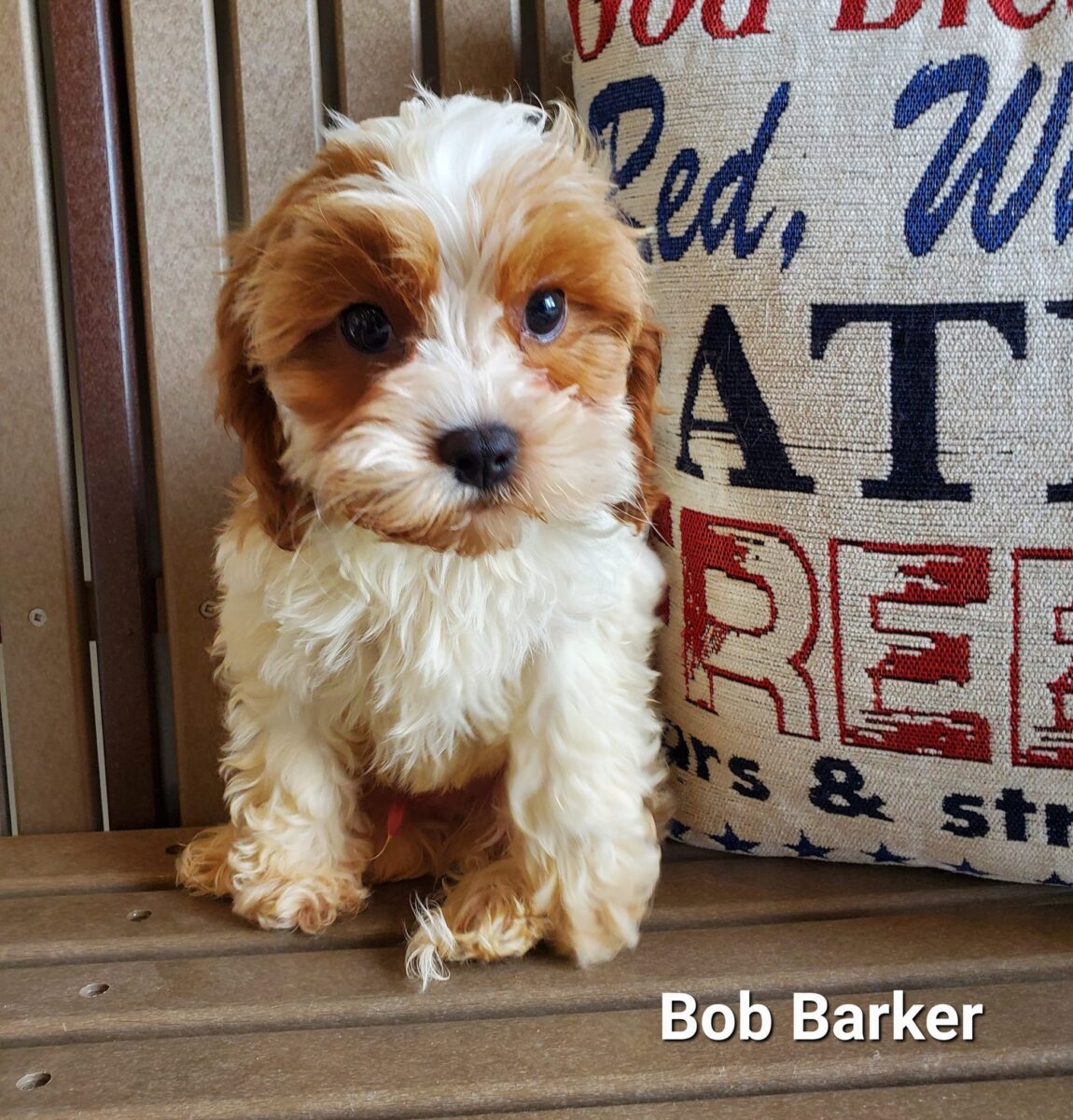 Bob Barker - The Road Home Animal Project