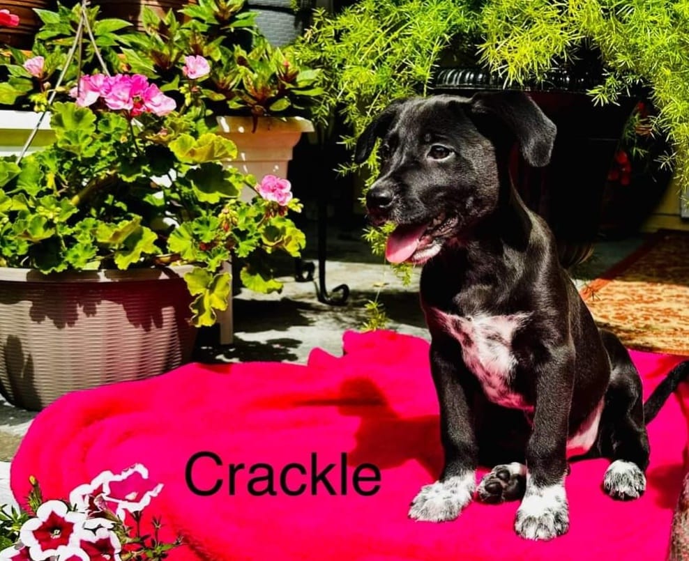 Crackle - The Road Home Animal Project