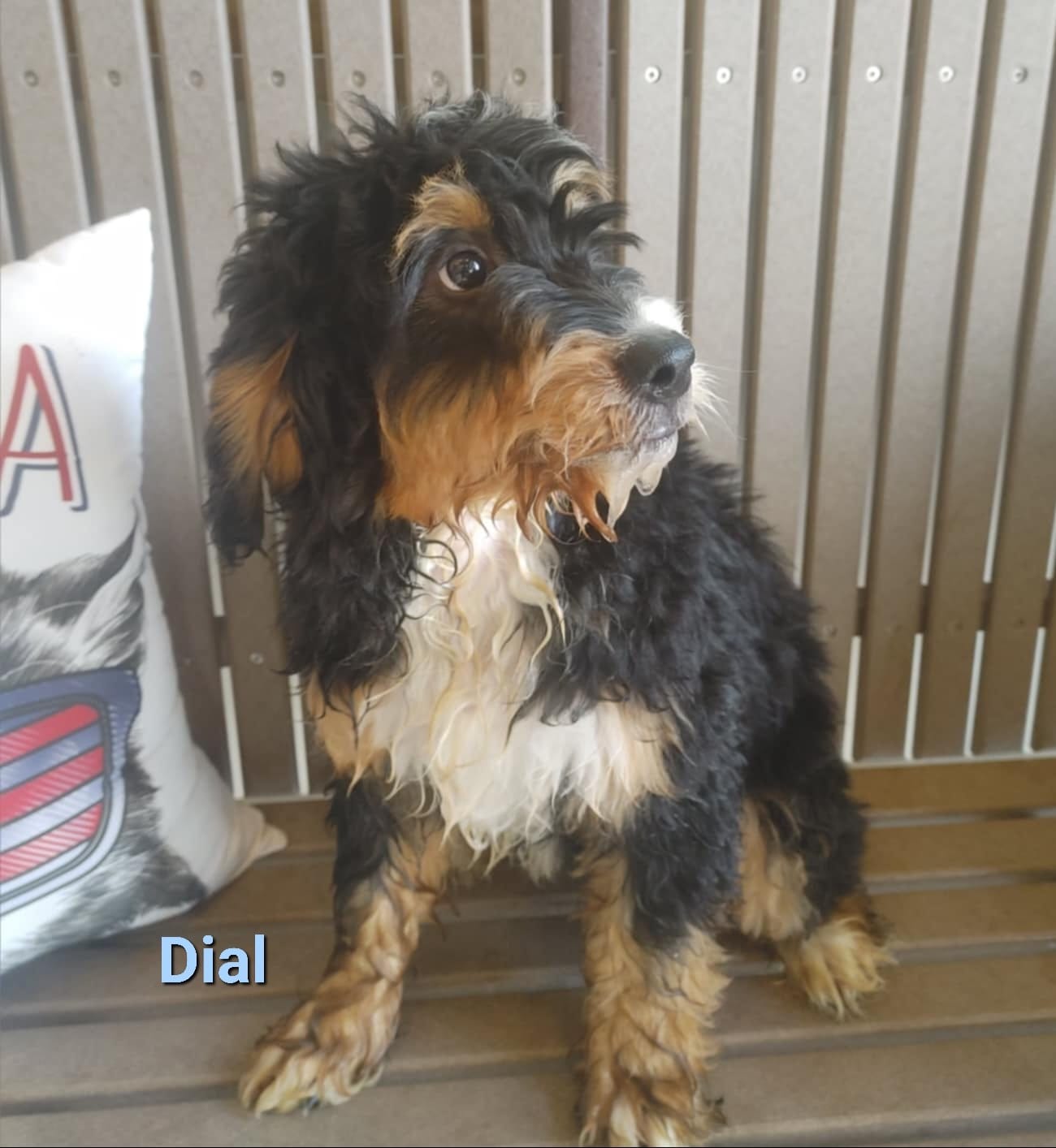 Dial - The Road Home Animal Project