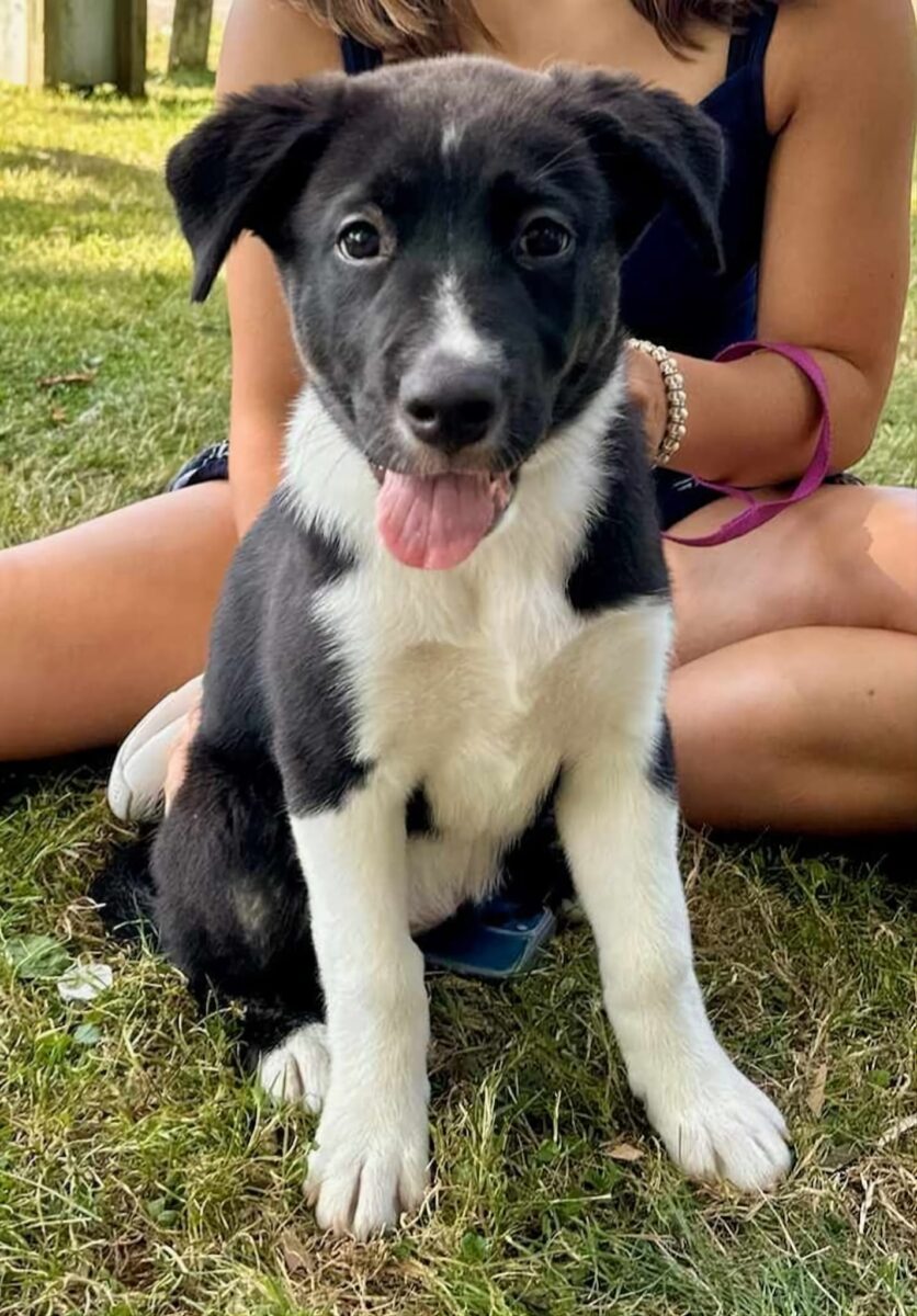 Diamond - The Road Home Animal Project