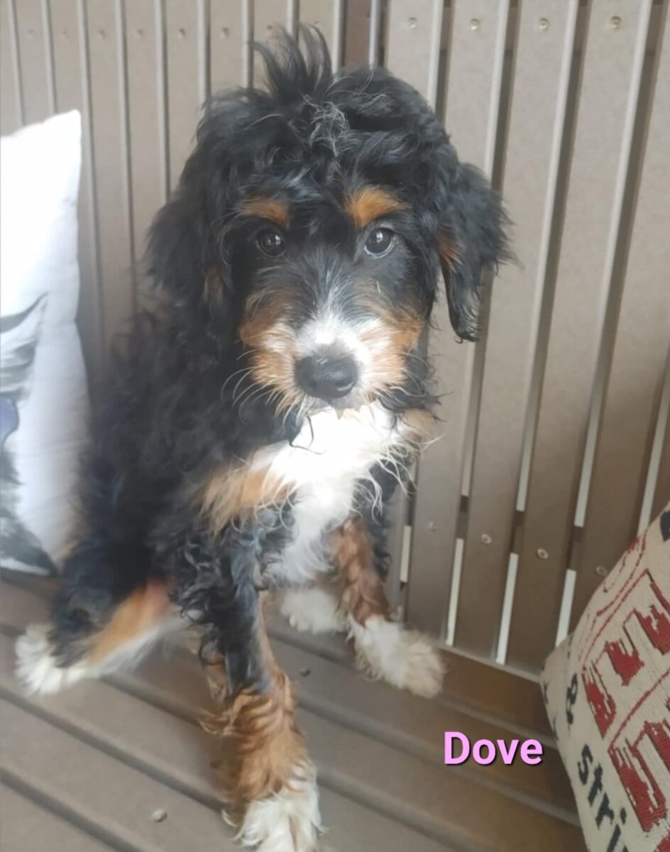 Dove - The Road Home Animal Project