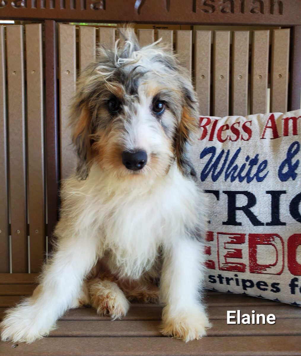 Elaine - The Road Home Animal Project