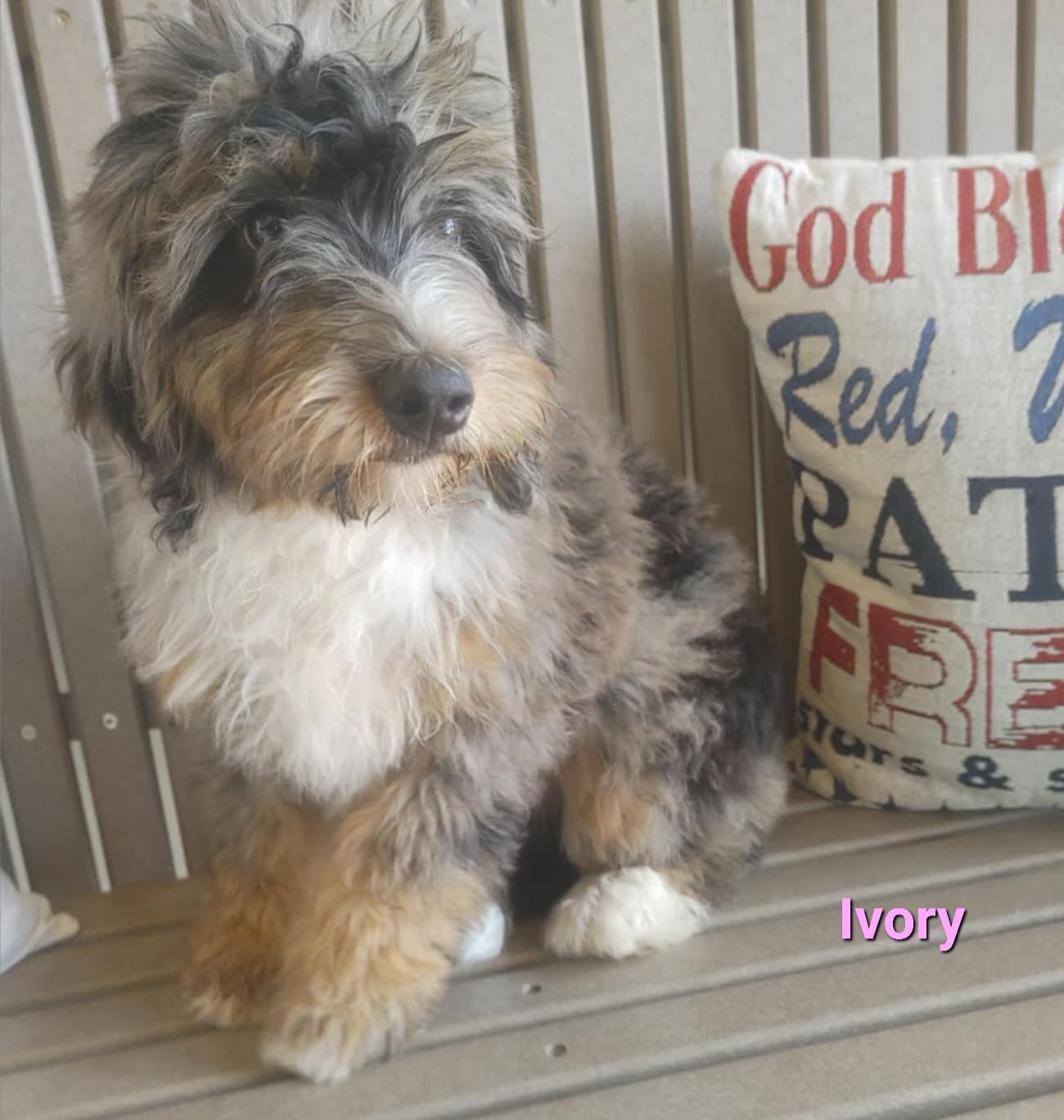 Ivory - The Road Home Animal Project