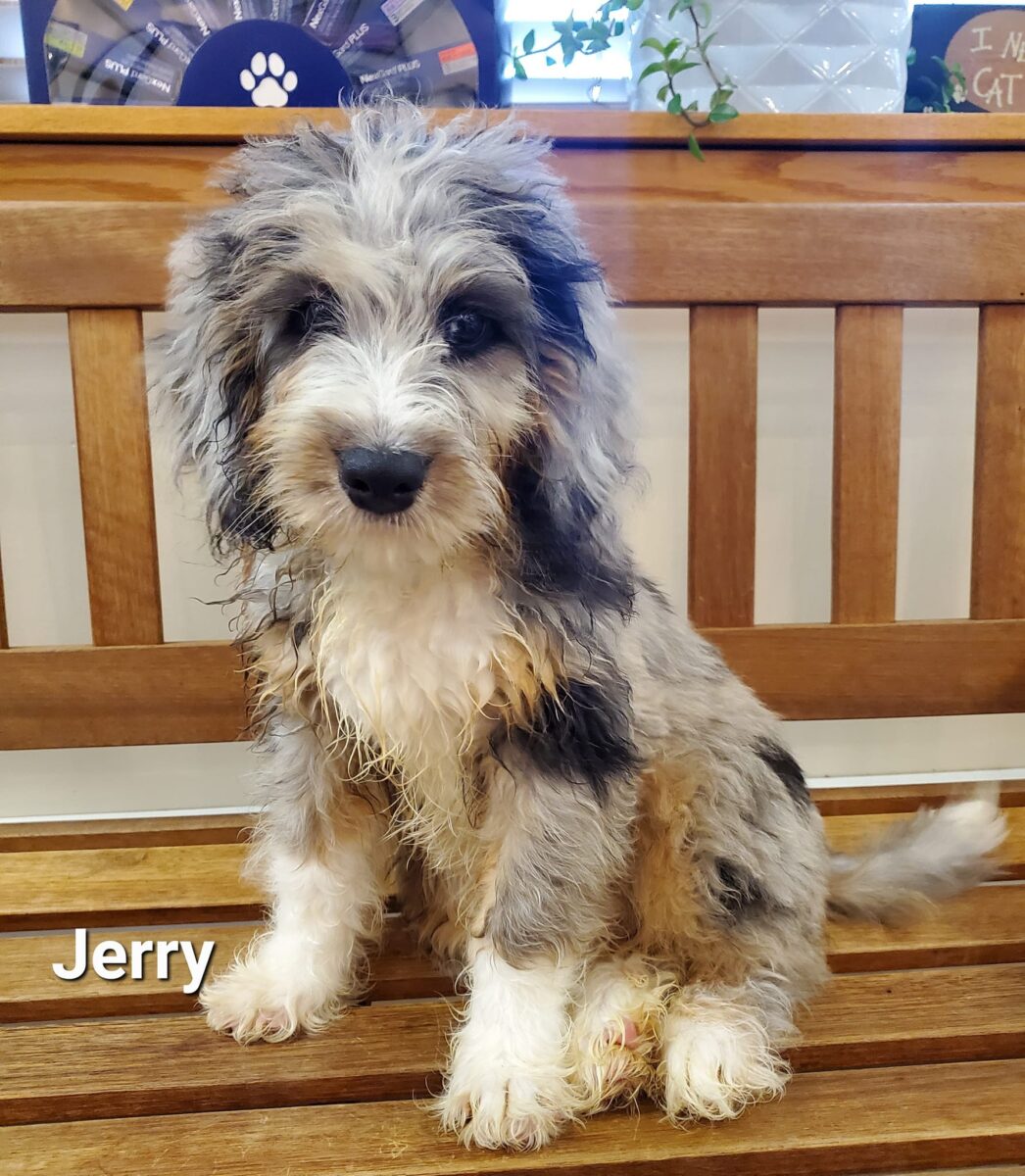 Jerry - The Road Home Animal Project