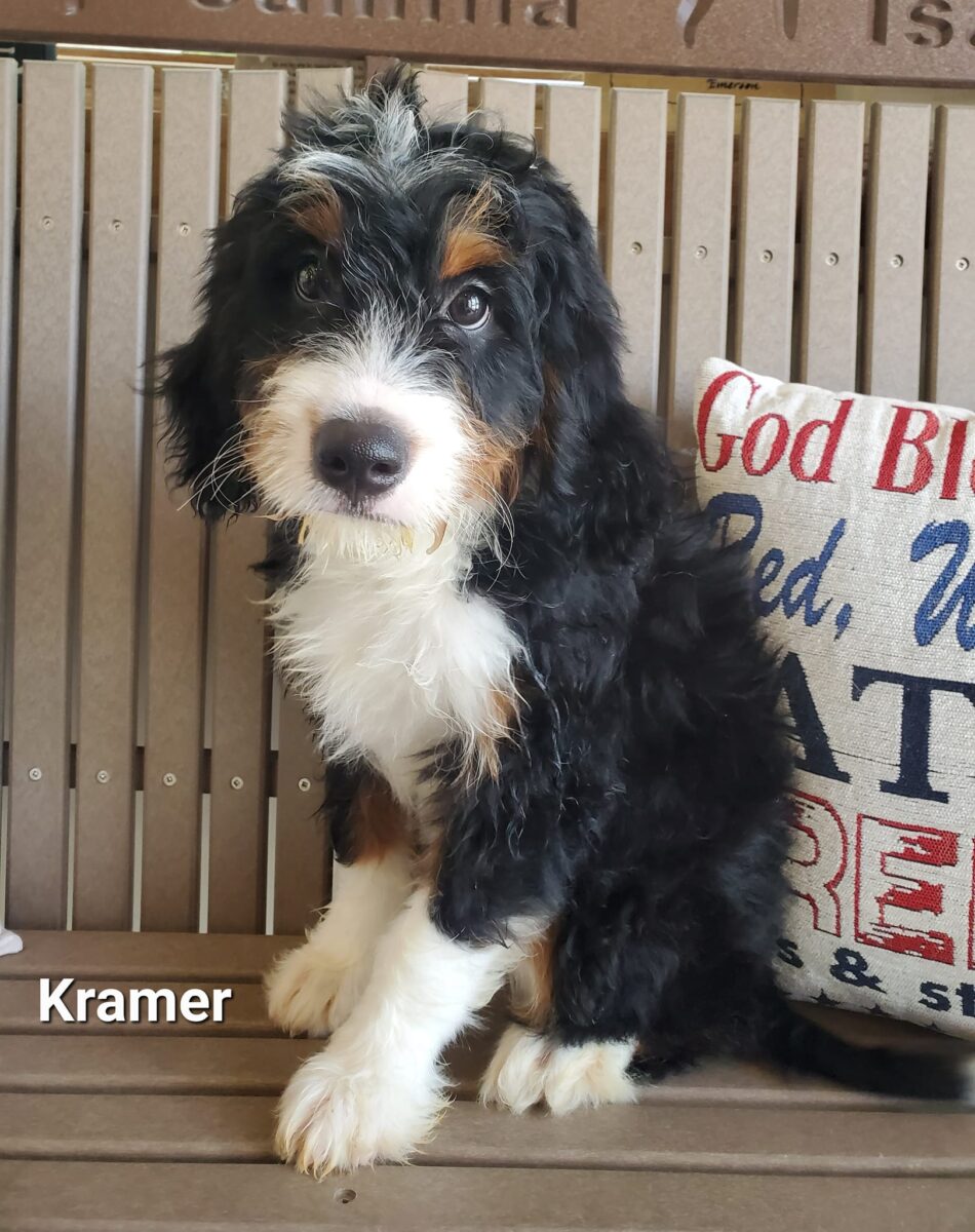 Kramer - The Road Home Animal Project