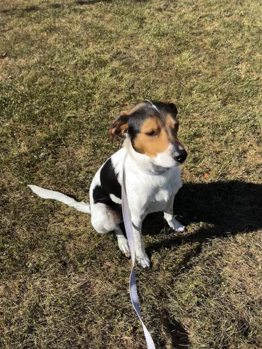 Mickey - The Road Home Animal Project