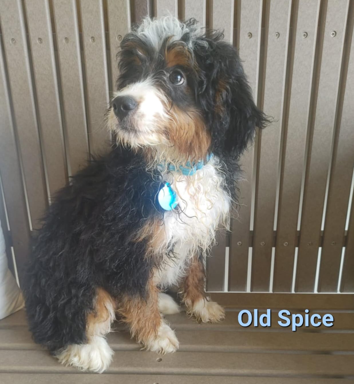 Old Spice - The Road Home Animal Project