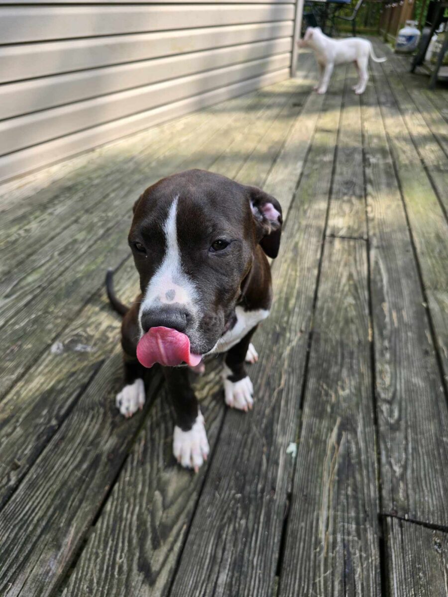 Pongo - The Road Home Animal Project