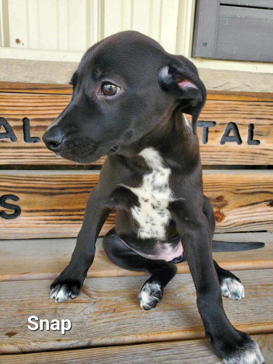 Snap - The Road Home Animal Project