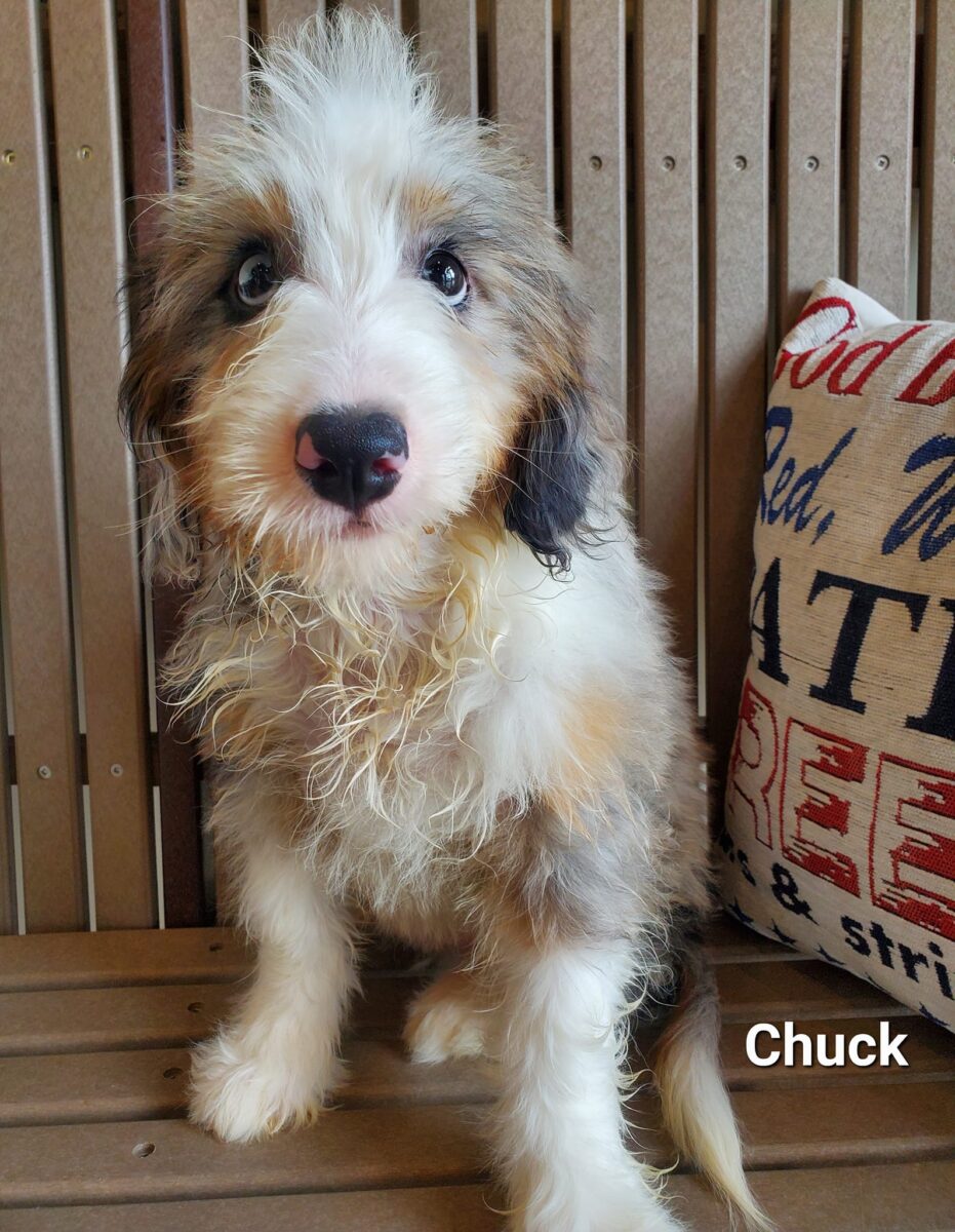 Chuck - The Road Home Animal Project