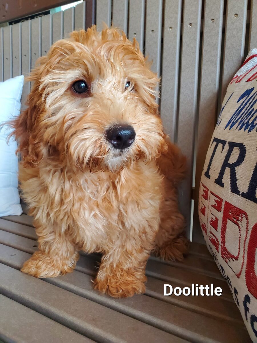 Doolittle - The Road Home Animal Project