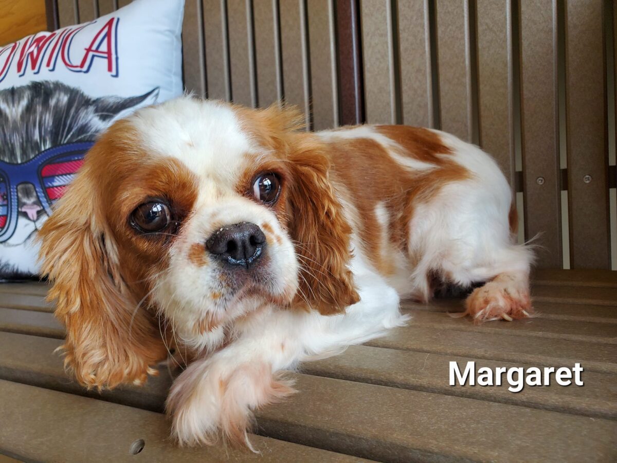 Margaret - The Road Home Animal Project