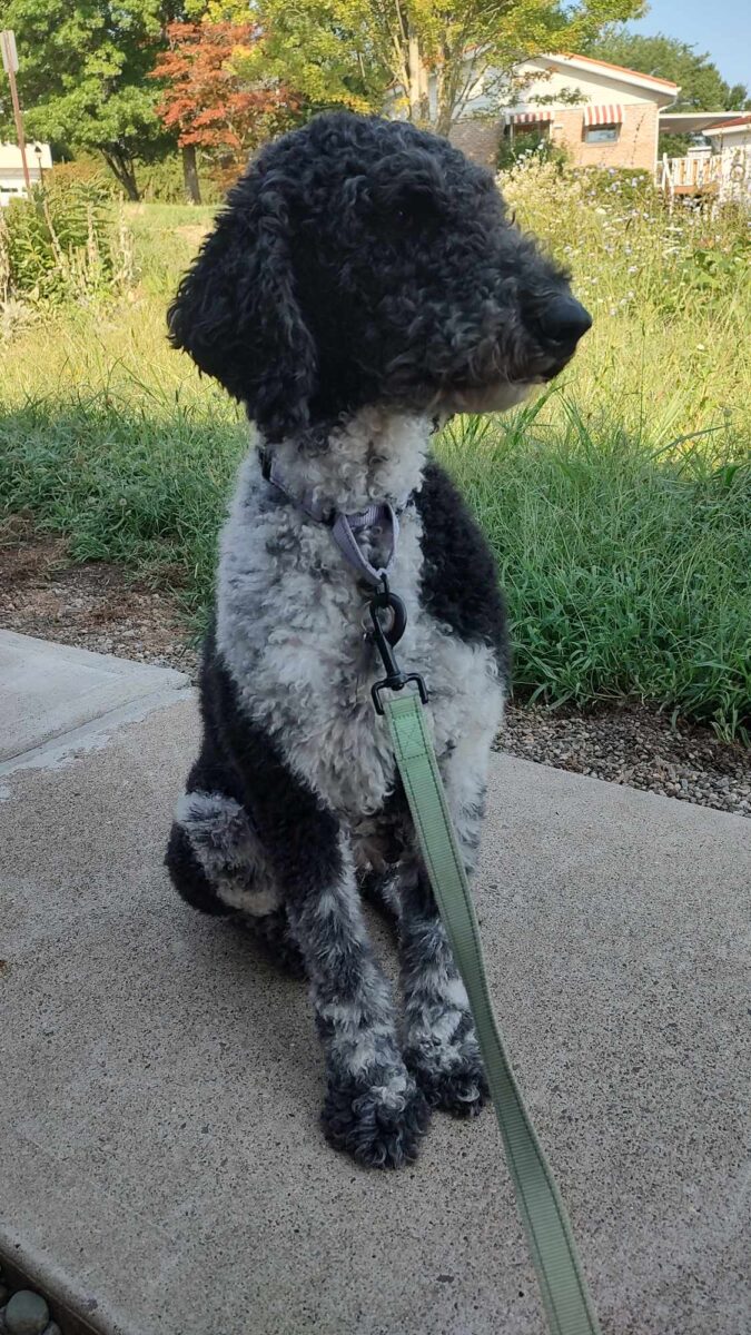 Mindy - The Road Home Animal Project