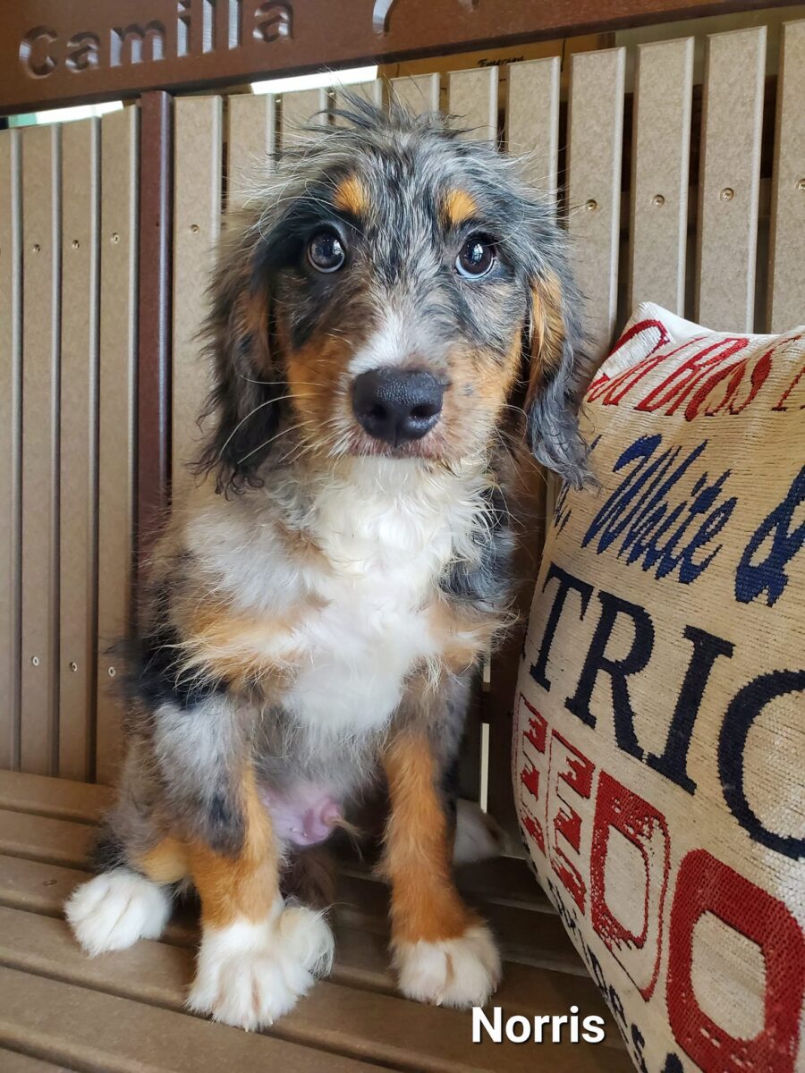 Notrris - The Road Home Animal Project