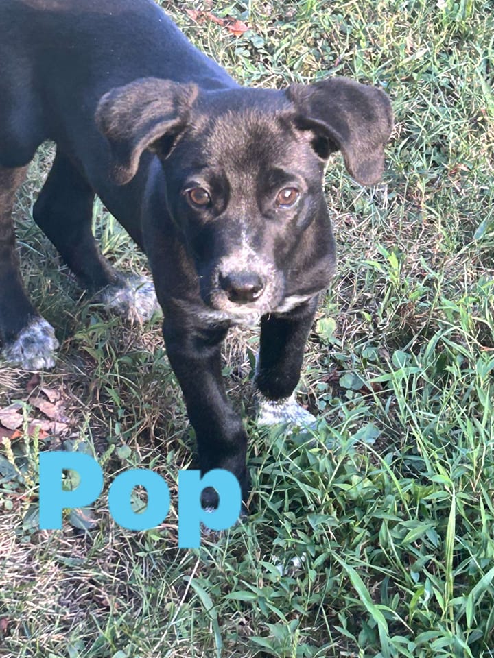 Pop - The Road Home Animal Project