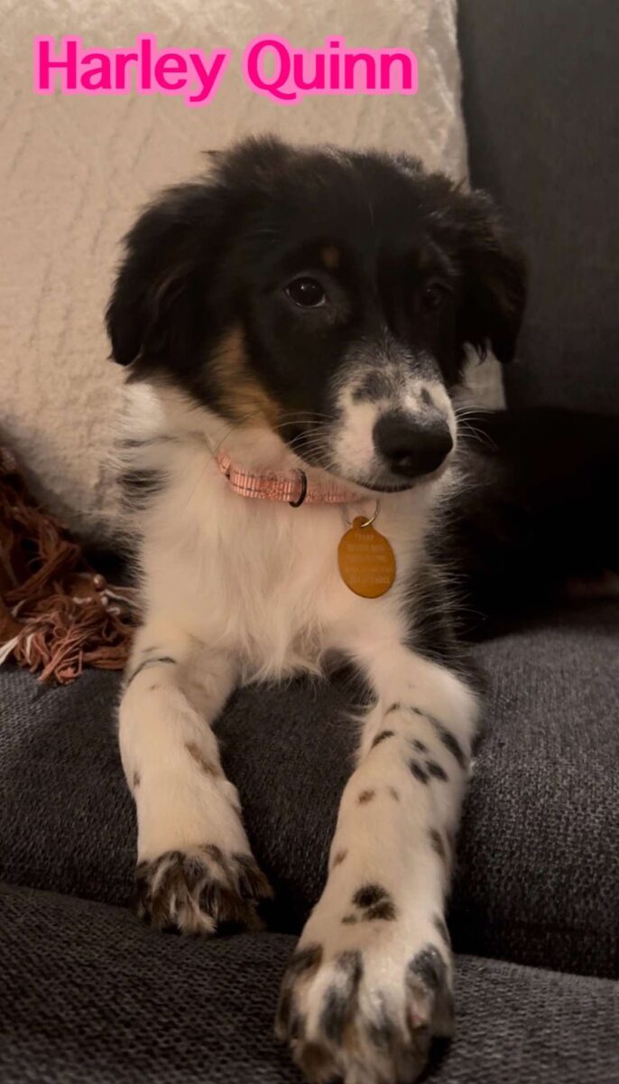 Harley Quinn - The Road Home Animal Project