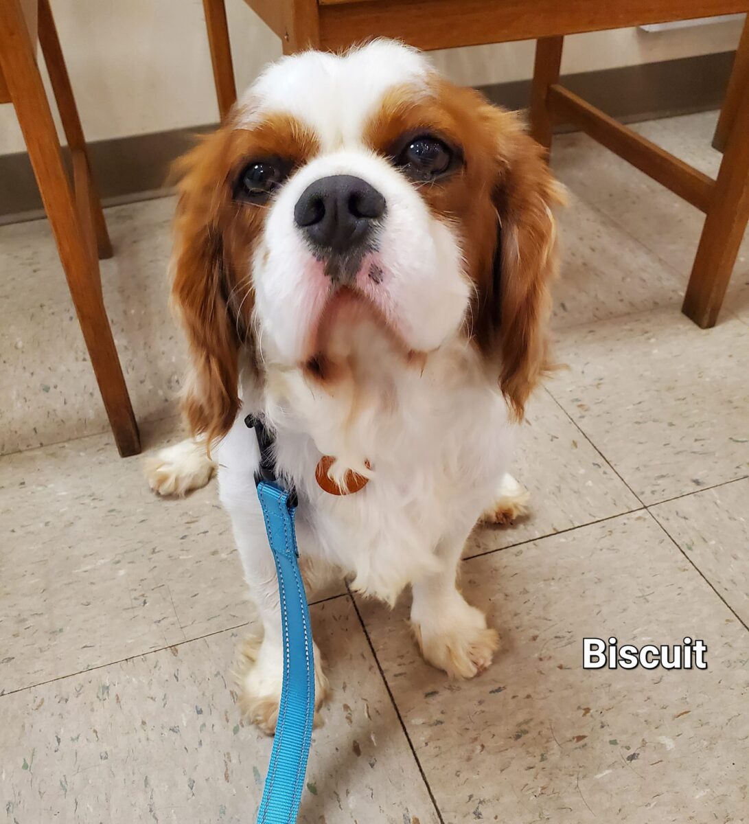 Biscuit - The Road Home Animal Project