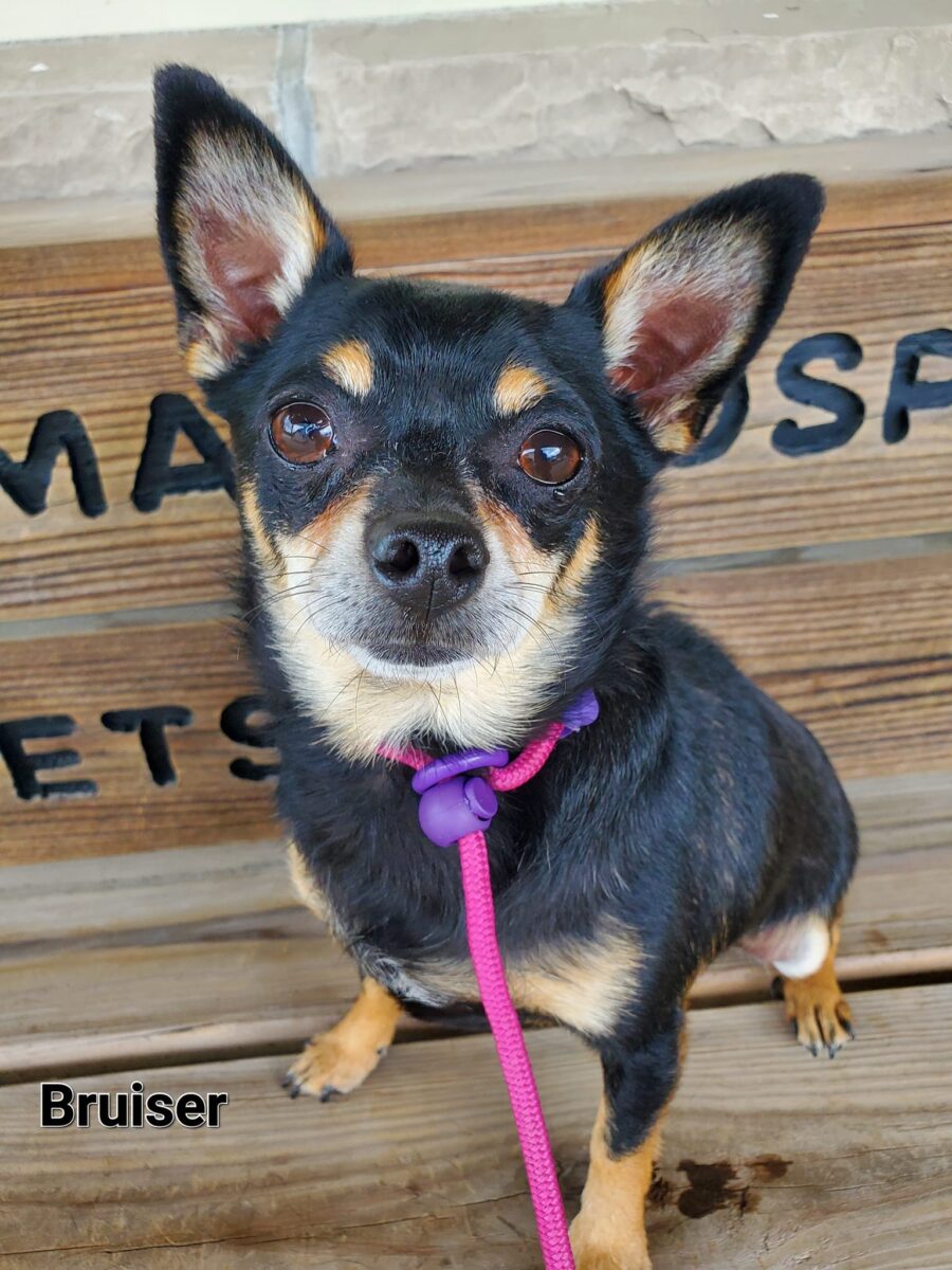 Bruiser - The Road Home Animal Project