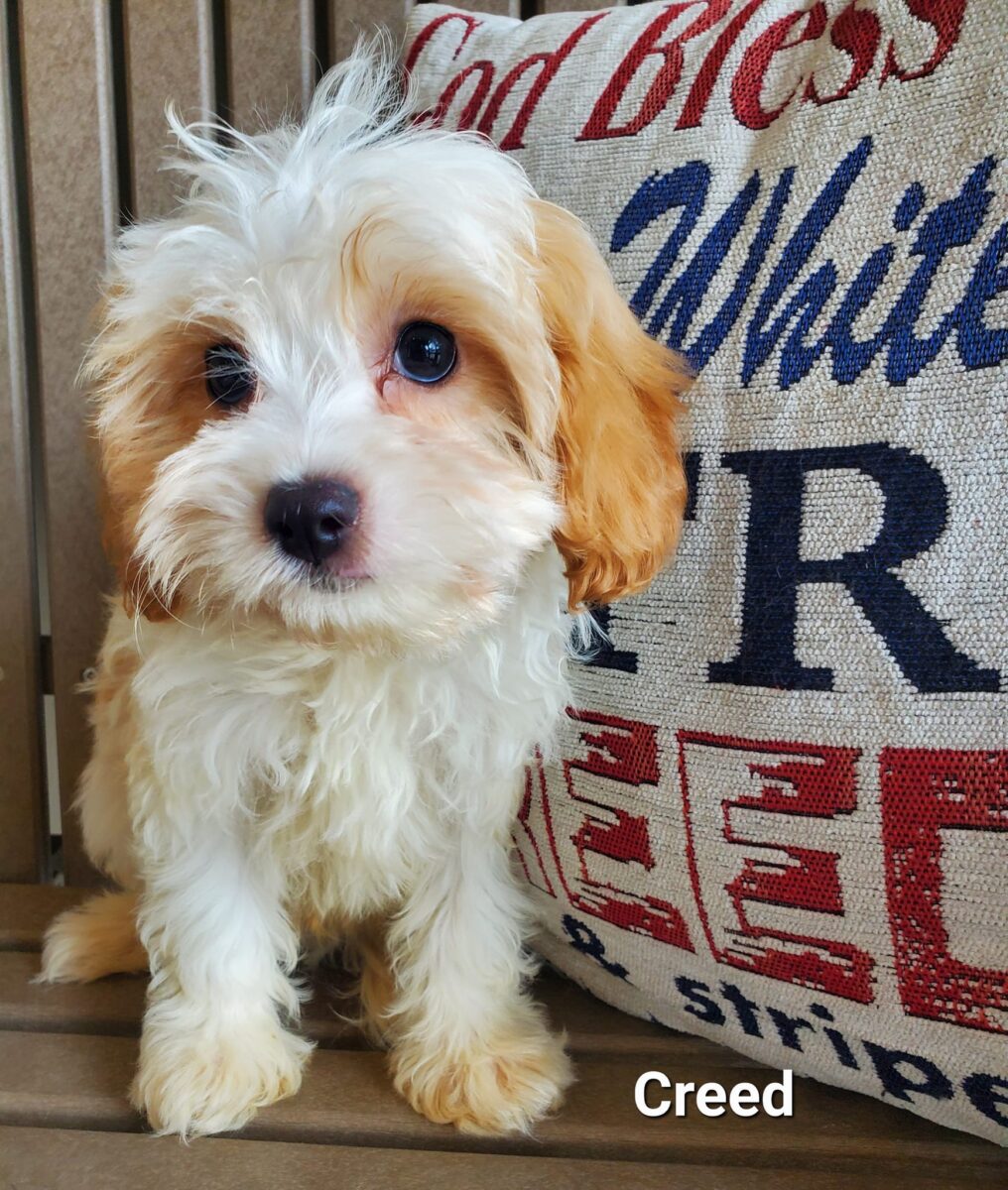 Creed - The Road Home Animal Project