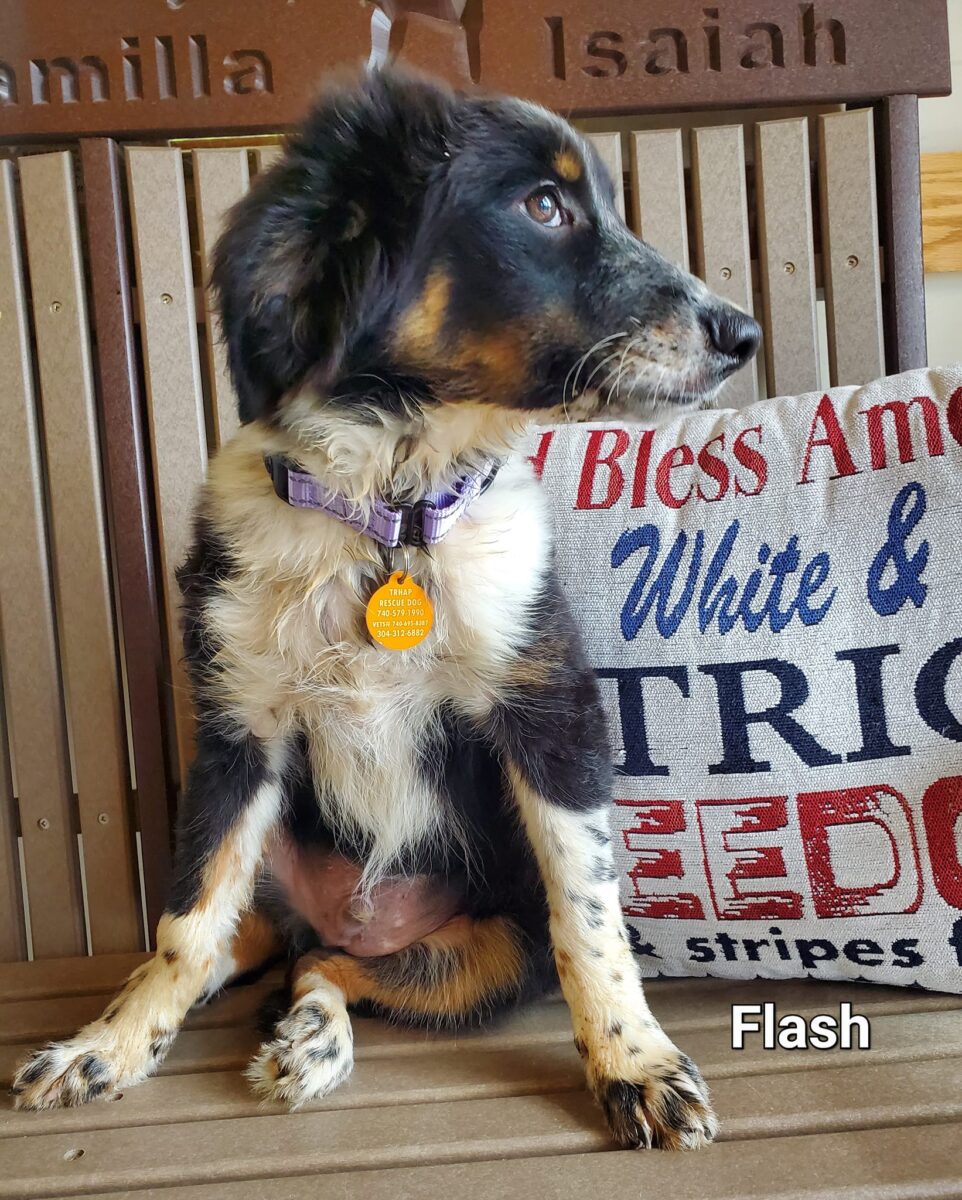 Flash - The Road Home Animal Project