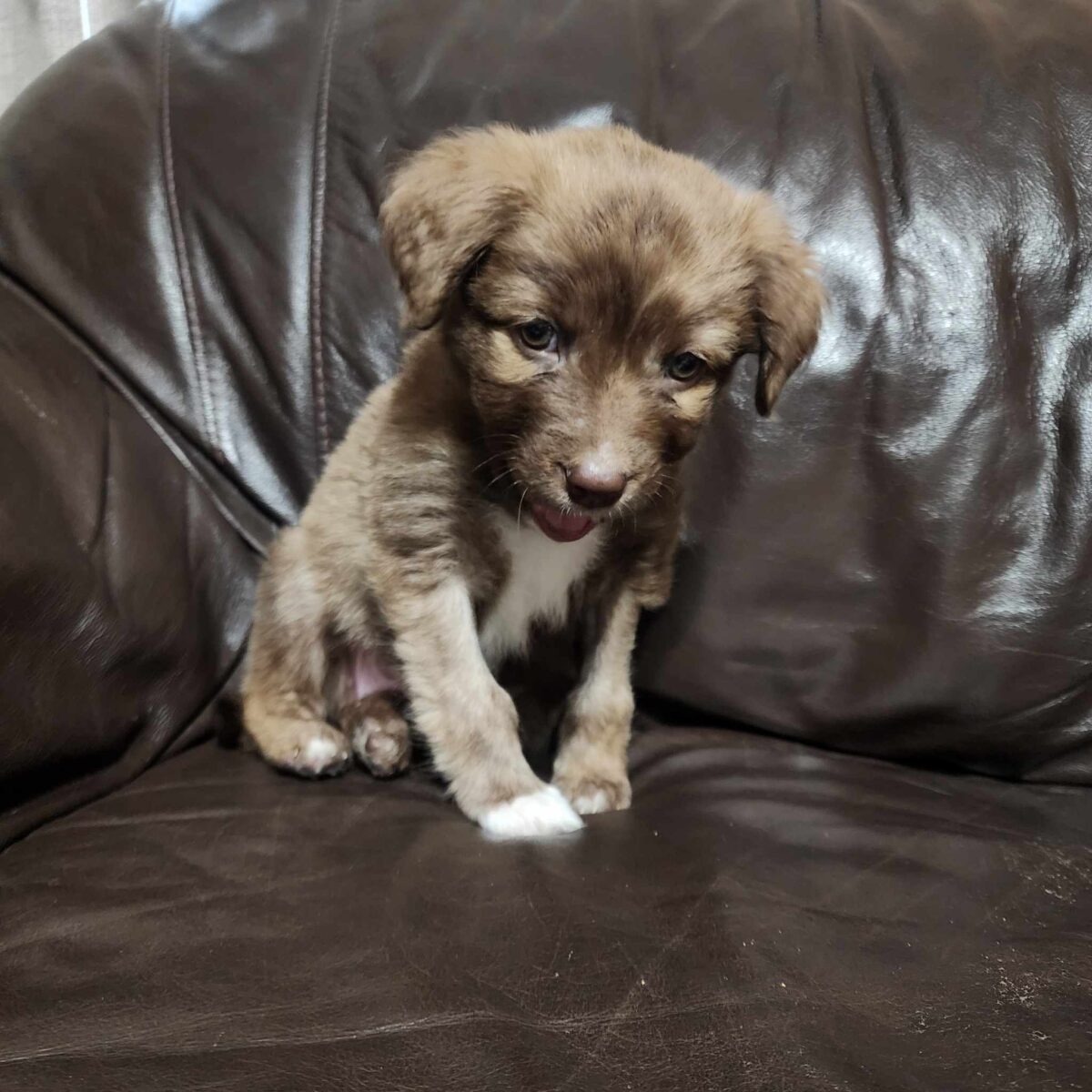 Ginger - The Road Home Animal Project