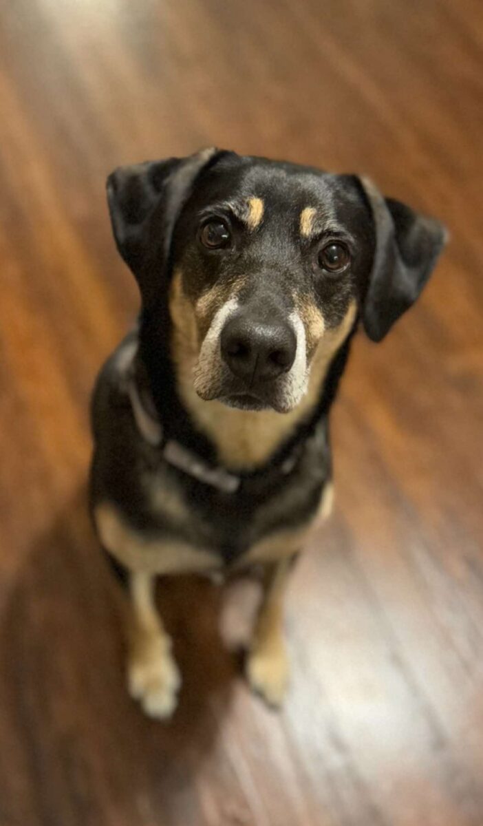 Guinness (cell dog) - The Road Home Animal Project