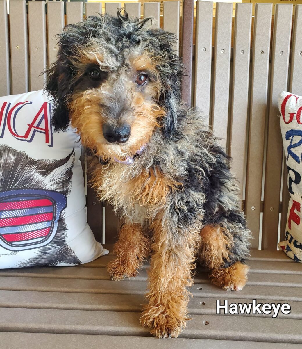 Hawkeye - The Road Home Animal Project