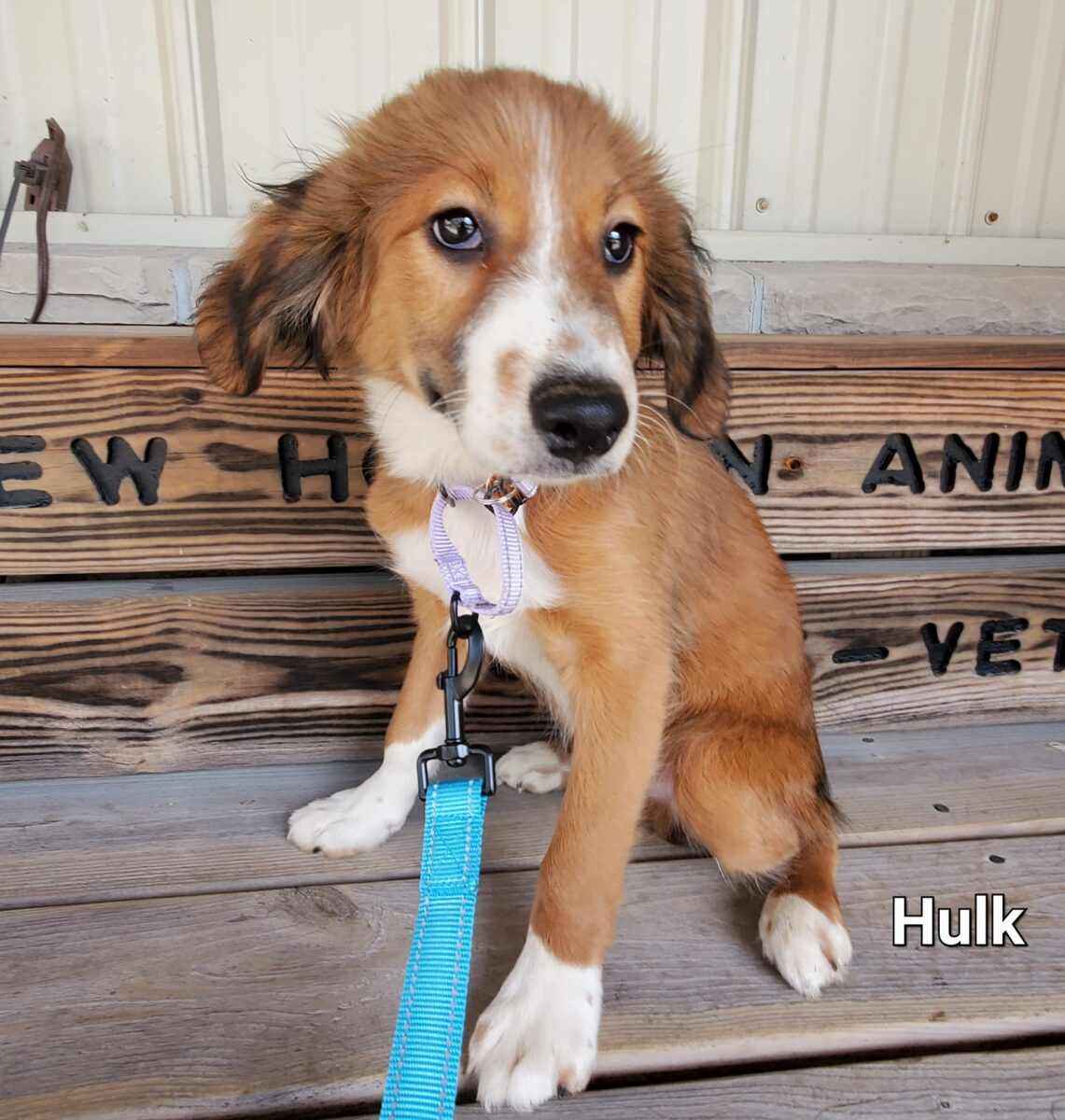 Hulk - The Road Home Animal Project