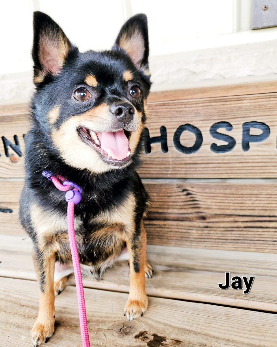 Jay - The Road Home Animal Project