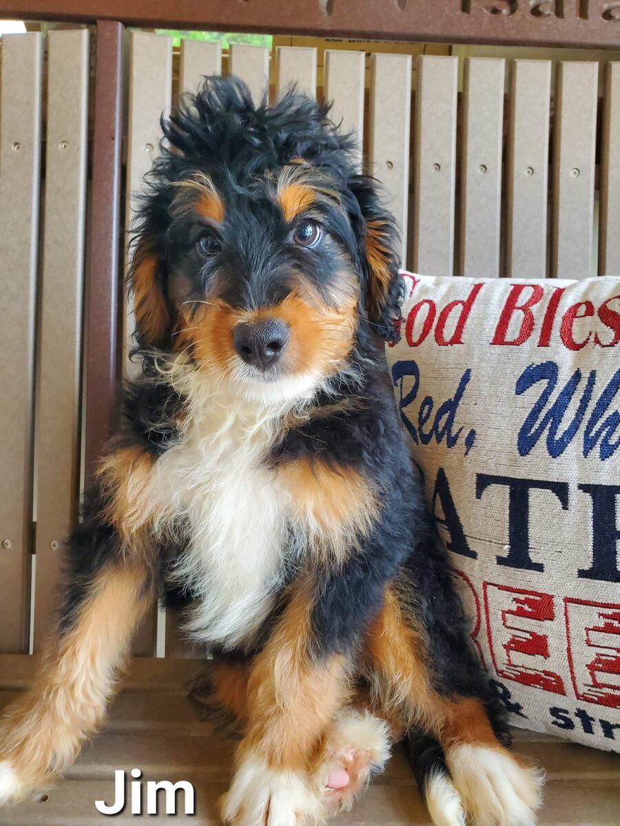 Jim - The Road Home Animal Project