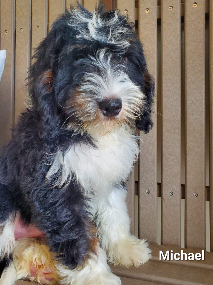 Michael - The Road Home Animal Project